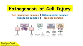 Pathogenesis of Cell Injury.
Cell membrane damage | Mitochondrial damage
Ribosome damage | Nuclear damage
 