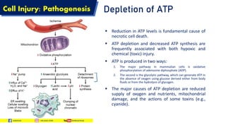 Pathogenesis of cell injury By Rohit Kumar Trivedi | PDF