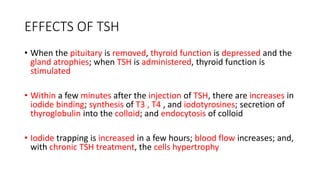 EFFECTS OF TSH
• When the pituitary is removed, thyroid function is depressed and the
gland atrophies; when TSH is administered, thyroid function is
stimulated
• Within a few minutes after the injection of TSH, there are increases in
iodide binding; synthesis of T3 , T4 , and iodotyrosines; secretion of
thyroglobulin into the colloid; and endocytosis of colloid
• Iodide trapping is increased in a few hours; blood flow increases; and,
with chronic TSH treatment, the cells hypertrophy
 