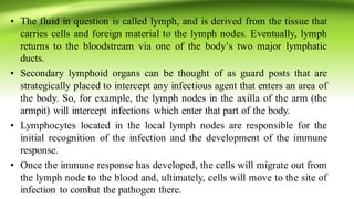 • The fluid in question is called lymph, and is derived from the tissue that
carries cells and foreign material to the lymph nodes. Eventually, lymph
returns to the bloodstream via one of the body’s two major lymphatic
ducts.
• Secondary lymphoid organs can be thought of as guard posts that are
strategically placed to intercept any infectious agent that enters an area of
the body. So, for example, the lymph nodes in the axilla of the arm (the
armpit) will intercept infections which enter that part of the body.
• Lymphocytes located in the local lymph nodes are responsible for the
initial recognition of the infection and the development of the immune
response.
• Once the immune response has developed, the cells will migrate out from
the lymph node to the blood and, ultimately, cells will move to the site of
infection to combat the pathogen there.
 
