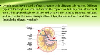 • Lymph nodes have a well defined structure with different sub-regions. Different
types of leukocyte are localised within the regions so that they can interact with
each other appropriately to initiate and develop the immune response. Antigens
and cells enter the node through afferent lymphatics, and cells and fluid leave
through the efferent lymphatic.
 