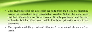 • Cells (lymphocytes) can also enter the node from the blood by migrating
across the specialised high endothelial venules. Within the node, cells
distribute themselves to distinct zones. B cells proliferate and develop
within the follicles of the cortex, while T cells are primarily located in the
paracortex.
• The capsule, medullary cords and hilus are fixed structural elements of the
tissue.
 