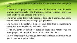 • There is a capsule of dense connective tissue that surrounds the lymph
node.
• Trabeculae are projections of the capsule that extend into the node,
forming compartments. The trabeculae support reticular fibers that
form a network that supports lymphocytes.
• The cortex is the dense, outer region of the node. It contains lymphatic
nodules where B cells and macrophages proliferate.
• The medulla is the center of the node. Less dense than the surrounding
cortex, the medulla primarily contains T cells.
• Medullary cords are strands of reticular fibers with lymphocytes and
macrophages that extend from the cortex toward the hilus.
• Sinuses are passageways through the cortex and medulla through which
lymph moves toward the hilus.
 