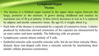Lymphoid Organ
Thymus
• The thymus is a bilobed organ located in the upper chest region between the
lungs, posterior to the sternum. It grows during childhood and reaches its
maximum size of 40 g at puberty. It then slowly decreases in size as it is replaced
by adipose and areolar connective tissue. By age 65, it weighs about 6 g.
• Each lobe of the thymus is surrounded by a capsule of connective tissue. Lobules
produced by trabeculae (inward extensions of the capsule) are characterized by
an outer cortex and inner medulla. The following cells are present:
• Lymphocytes consist almost entirely of T cells.
• Epithelial‐reticular cells resemble reticular cells, but do not form reticular fibers.
Instead, these star‐shaped cells form a reticular network by interlocking their
slender cellular processes (extensions).
 