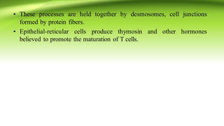 • These processes are held together by desmosomes, cell junctions
formed by protein fibers.
• Epithelial‐reticular cells produce thymosin and other hormones
believed to promote the maturation of T cells.
 