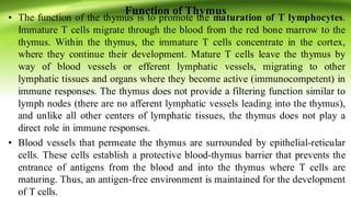 Function of Thymus
• The function of the thymus is to promote the maturation of T lymphocytes.
Immature T cells migrate through the blood from the red bone marrow to the
thymus. Within the thymus, the immature T cells concentrate in the cortex,
where they continue their development. Mature T cells leave the thymus by
way of blood vessels or efferent lymphatic vessels, migrating to other
lymphatic tissues and organs where they become active (immunocompetent) in
immune responses. The thymus does not provide a filtering function similar to
lymph nodes (there are no afferent lymphatic vessels leading into the thymus),
and unlike all other centers of lymphatic tissues, the thymus does not play a
direct role in immune responses.
• Blood vessels that permeate the thymus are surrounded by epithelial‐reticular
cells. These cells establish a protective blood‐thymus barrier that prevents the
entrance of antigens from the blood and into the thymus where T cells are
maturing. Thus, an antigen‐free environment is maintained for the development
of T cells.
 