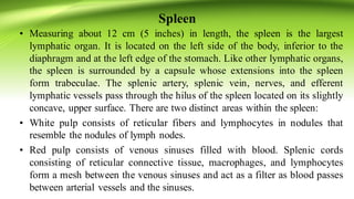 Spleen
• Measuring about 12 cm (5 inches) in length, the spleen is the largest
lymphatic organ. It is located on the left side of the body, inferior to the
diaphragm and at the left edge of the stomach. Like other lymphatic organs,
the spleen is surrounded by a capsule whose extensions into the spleen
form trabeculae. The splenic artery, splenic vein, nerves, and efferent
lymphatic vessels pass through the hilus of the spleen located on its slightly
concave, upper surface. There are two distinct areas within the spleen:
• White pulp consists of reticular fibers and lymphocytes in nodules that
resemble the nodules of lymph nodes.
• Red pulp consists of venous sinuses filled with blood. Splenic cords
consisting of reticular connective tissue, macrophages, and lymphocytes
form a mesh between the venous sinuses and act as a filter as blood passes
between arterial vessels and the sinuses.
 