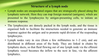 Structure of a lymph node
• Lymph nodes are encapsulated organs that are strategically placed along the
lymphatic network. Here they can trap foreign material (antigens), which are
presented to the lymphocytes by antigen-presenting cells, to initiate an
immune response.
• The lymphocytes are densely packed in the lymph node, and the tissue is
organised both to facilitate the interactions needed to generate an immune
response against the antigen and to promote rapid division of the responding
lymphocytes.
• Lymph nodes vary in size (from a few millimetres to 1–2 cm), and are
distributed in different areas of the body. They are linked in chains by
lymphatic ducts, so that fluid flowing out of one lymph node via the efferent
lymphatic vessel becomes the inflow to the next in line, via the afferent
lymphatics.
 