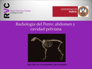 Radiología del Perro: abdomen y
cavidad pelviana
Haz click en el esqueleto para acceder
 