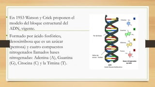 • En 1953 Watson y Crick proponen el
modelo del bloque estructural del
ADN, vigente.
• Formado por ácido fosfórico,
desoxirribosa que es un azúcar
(pentosa) y cuatro compuestos
nitrogenados llamados bases
nitrogenadas: Adenina (A), Guanina
(G), Citocina (C) y la Timina (T).
 