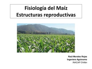 Fisiología del Maíz
Estructuras reproductivas
Raúl Morales Rojas
Ingeniero Agrónomo
INACAP Chillán
 