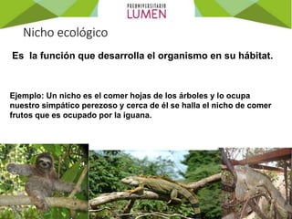 Es la función que desarrolla el organismo en su hábitat.
Ejemplo: Un nicho es el comer hojas de los árboles y lo ocupa
nuestro simpático perezoso y cerca de él se halla el nicho de comer
frutos que es ocupado por la iguana.
Nicho ecológico
 
