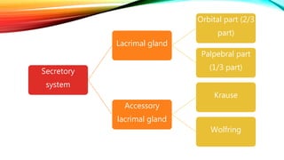 Secretory
system
Lacrimal gland
Orbital part (2/3
part)
Palpebral part
(1/3 part)
Accessory
lacrimal gland
Krause
Wolfring
 