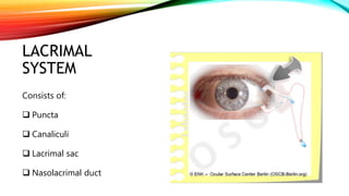 LACRIMAL
SYSTEM
Consists of:
 Puncta
 Canaliculi
 Lacrimal sac
 Nasolacrimal duct
 