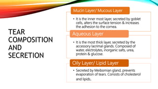 TEAR
COMPOSITION
AND
SECRETION
• It is the inner most layer, secreted by goblet
cells, alters the surface tension & increases
the adhesion to the cornea.
Mucin Layer/ Mucous Layer
• It is the most thick layer, secreted by the
accessory lacrimal glands. Composed of
water, electrolytes, inorganic salts, urea,
protein & glucose.
Aqueous Layer
• Secreted by Meibomian gland, prevents
evaporation of tears. Consists of cholesterol
and lipids.
Oily Layer/ Lipid Layer
 
