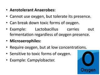 • Aerotolerant Anaerobes:
• Cannot use oxygen, but tolerate its presence.
• Can break down toxic forms of oxygen.
• Example: Lactobacillus carries out
fermentation regardless of oxygen presence.
• Microaerophiles:
• Require oxygen, but at low concentrations.
• Sensitive to toxic forms of oxygen.
• Example: Campylobacter.
 