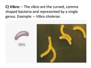 C) Vibro: – The vibro are the curved, comma
shaped bacteria and represented by a single
genus. Example: – Vibro cholerae.
 