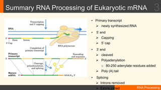 5.RNA Processing.pptx