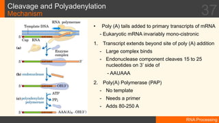 5.RNA Processing.pptx