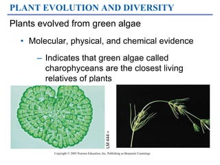 PLANT EVOLUTION AND DIVERSITY
Plants evolved from green algae
• Molecular, physical, and chemical evidence
– Indicates that green algae called
charophyceans are the closest living
relatives of plants
LM
444

Copyright © 2005 Pearson Education, Inc. Publishing as Benjamin Cummings
 