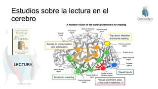 Estudios sobre la lectura en el
cerebro
LECTURA
Dehaene, 2010
 