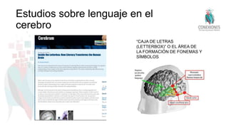 Estudios sobre lenguaje en el
cerebro
“CAJA DE LETRAS
(LETTERBOX)” O EL ÁREA DE
LA FORMACIÓN DE FONEMAS Y
SÍMBOLOS
 