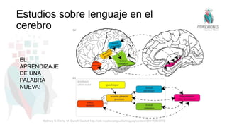 Estudios sobre lenguaje en el
cerebro
Matthew H. Davis, M. Gareth Gaskell http://rstb.royalsocietypublishing.org/content/364/1536/3773
EL
APRENDIZAJE
DE UNA
PALABRA
NUEVA:
 
