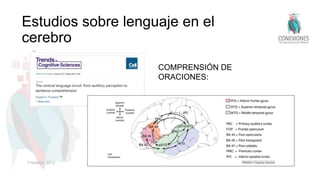Estudios sobre lenguaje en el
cerebro
COMPRENSIÓN DE
ORACIONES:
Friederici, 2012
 