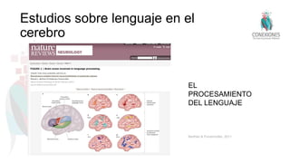 Estudios sobre lenguaje en el
cerebro
EL
PROCESAMIENTO
DEL LENGUAJE
Berthier & Pulvermüller, 2011
 