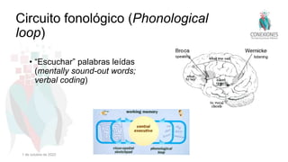 Circuito fonológico (Phonological
loop)
• “Escuchar” palabras leídas
(mentally sound-out words;
verbal coding)
1 de octubre de 2022
 
