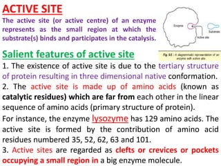 5.ENZYMES.pptx