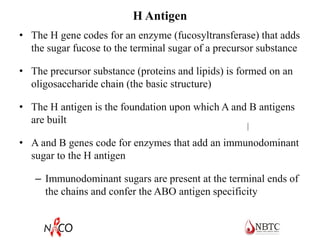 H Antigen
• The H gene codes for an enzyme (fucosyltransferase) that adds
the sugar fucose to the terminal sugar of a precursor substance
• The precursor substance (proteins and lipids) is formed on an
oligosaccharide chain (the basic structure)
• The H antigen is the foundation upon which A and B antigens
are built
• A and B genes code for enzymes that add an immunodominant
sugar to the H antigen
– Immunodominant sugars are present at the terminal ends of
the chains and confer the ABO antigen specificity
 