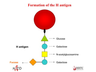 Formation of the H antigen
RBC
Glucose
Galactose
N-acetylglucosamine
Galactose
H antigen
Fucose
 