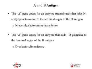 A and B Antigen
• The “A” gene codes for an enzyme (transferase) that adds N-
acetylgalactosamine to the terminal sugar of the H antigen
o N-acetylgalactosaminyltransferase
• The “B” gene codes for an enzyme that adds D-galactose to
the terminal sugar of the H antigen
o D-galactosyltransferase
 