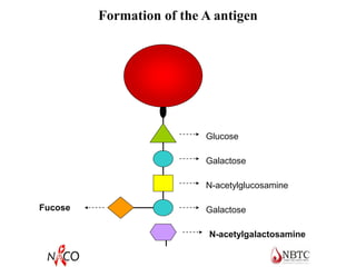 Formation of the A antigen
RBC
Glucose
Galactose
N-acetylglucosamine
Galactose
N-acetylgalactosamine
Fucose
 
