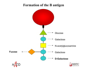 Formation of the B antigen
RBC
Glucose
Galactose
N-acetylglucosamine
Galactose
D-Galactose
Fucose
 
