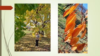 Աշունն իմ աչքերով․ Արուս Մարտիրոսյան