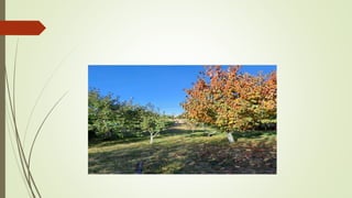 Աշունն իմ աչքերով․ Արուս Մարտիրոսյան