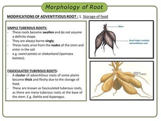 Fasculated Roots 5. Morphology.pptx