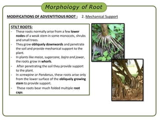 5. Morphology.pptx