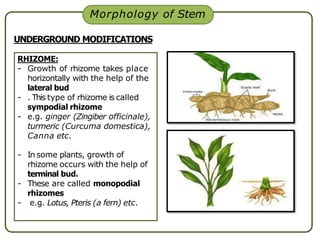 Morphology of Stem
UNDERGROUND MODIFICATIONS
RHIZOME:
- Growth of rhizome takes place
horizontally with the help of the
lateral bud
- . This type of rhizome is called
sympodial rhizome
- e.g. ginger (Zingiber officinale),
turmeric (Curcuma domestica),
Canna etc.
- In some plants, growth of
rhizome occurs with the help of
terminal bud.
- These are called monopodial
rhizomes
- e.g. Lotus, Pteris (a fern) etc.
 