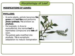 PHYLLODE:
- In some plants, petiole becomes flat,
green and leaf like and performs
photo synthesis. This is known as
phyllode.
- For example, in Acacia
auriculiformis, the normal leaf is
bipinnately compound and falls off
soon.
- The petiole gets modified into
phyllode. This is xerophytic
adaptation to reduce transpiration
Morphology of Leaf
MODIFICATIONS OF LEAVES:
 