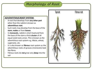 ADVENTITIOUS ROOT SYSTEM:
- A root that develops from any other part
other than the radicle is known as
adventitious root.
- Such roots may develop from the base of the
stem, nodes or from leaves.
- In monocots, radicle is short lived and from
the base of the stem a thick cluster of all
equal sized roots arises. This is known as the
adventitious root system e.g. Maize, wheat,
sugarcane, etc.
- It is also known as fibrous root system as the
adventitious roots of grasses (monocots) look
like fibres.
- Fibrous roots do not grow very deep into the
soil
Morphology of Root
 