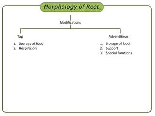 Morphology of Root
Modifications
Tap
1. Storage of food
2. Respiration
Adventitious
1. Storage of food
2. Support
3. Special functions
 