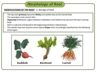 Morphology of Root
MODIFICATIONS OF TAP ROOT : 1. Storage of food
- The tap root (primary) becomes fleshy and swollen due to the stored food.
- The secondary roots remain thin.
- Hypocotyl (embryonic region between cotyledons and radicle) may also join the tap in storing
food.
- Stem is reduced and discoid in the beginning and bears radical leaves.
- The swollen tap root acquires some typical shape and is accordingly classified into the following
three types :
 