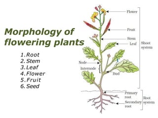 Morphology of
flowering plants
1.Root
2.Stem
3.Leaf
4.Flower
5.Fruit
6.Seed
 