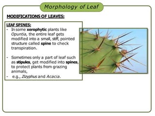 Phyllode Opuntia Phyllode Opuntia