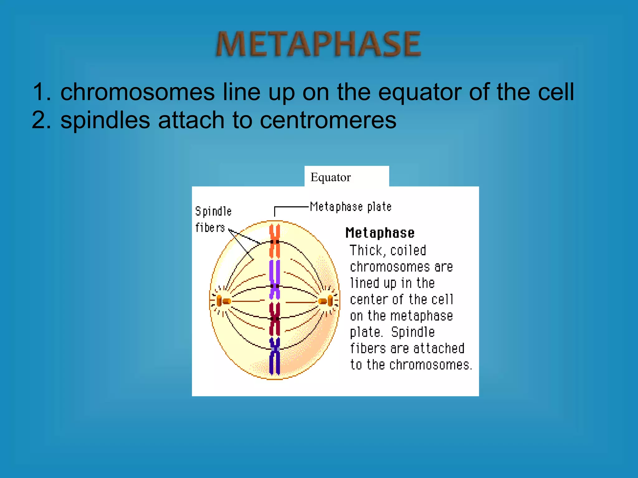 1. chromosomes line up on the equator of the cell
2. spindles attach to centromeres
Equator
 