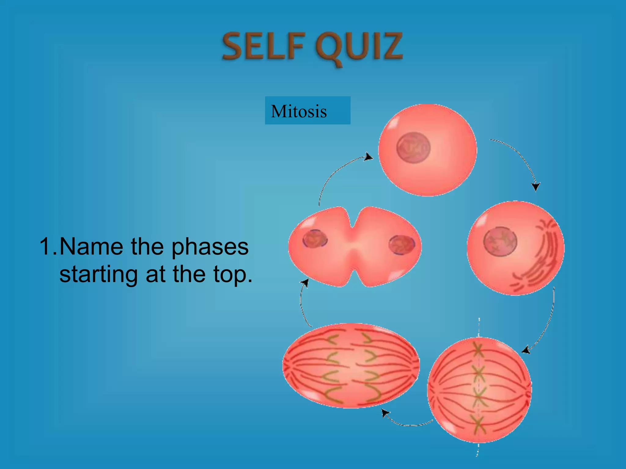 1.Name the phases
starting at the top.
Mitosis
 