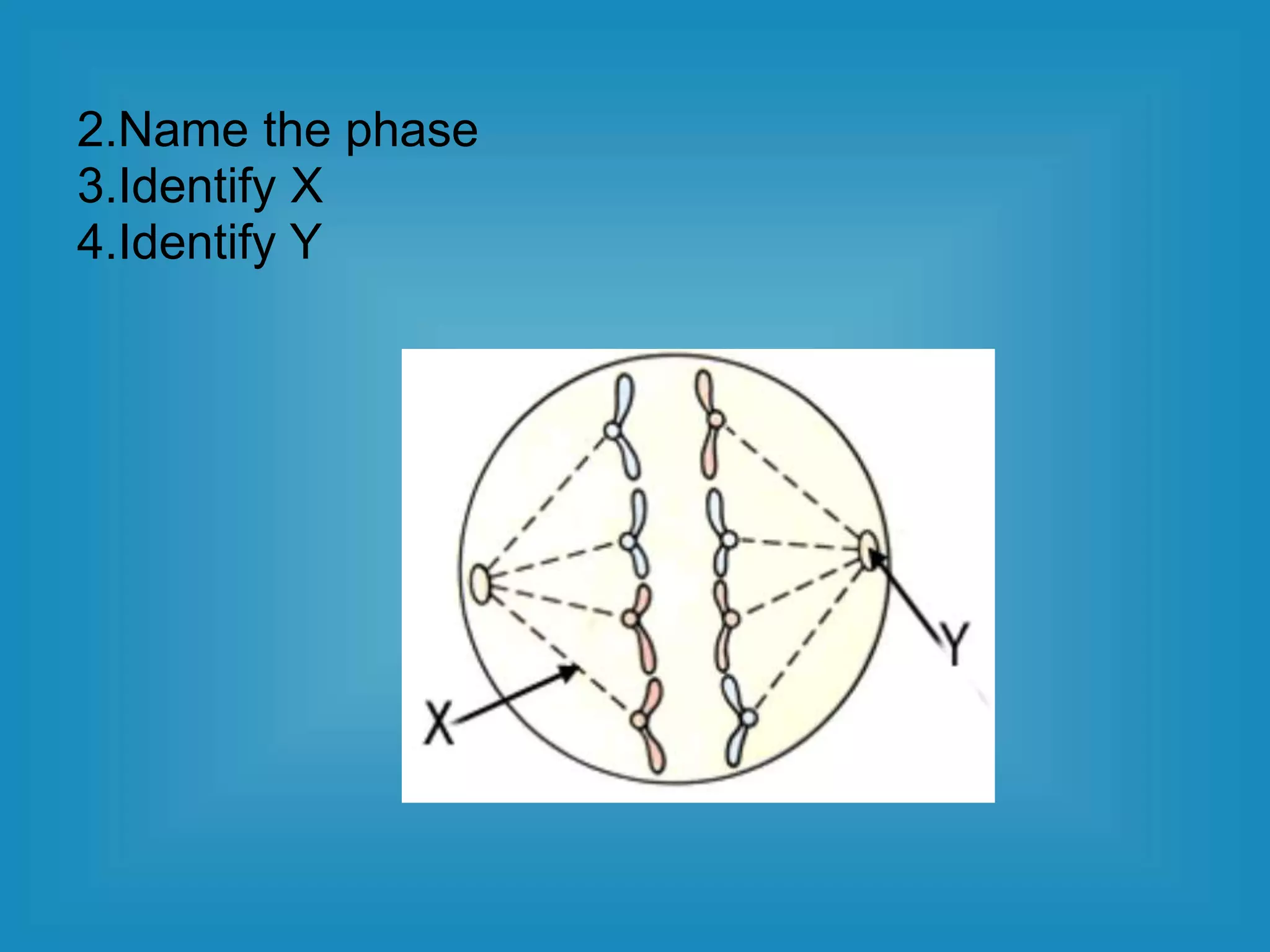 2.Name the phase
3.Identify X
4.Identify Y
 